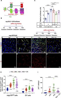 Antioxidant Effects of Caffeic Acid Lead to Protection of Drosophila Intestinal Stem Cell Aging